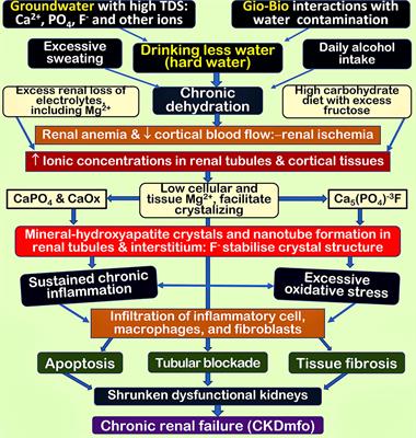 CaPO4-Mediated CKD of Crystallo-Tubular-Nephropathy [CKD-CTN]—A Crystal and Nanotube-Induced Geo-Environmental Disease